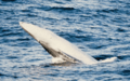 Omura'swhale