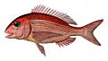 Pagrus pagrus1