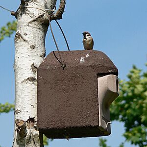 Passer montanus 050526