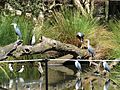 Pied heron (Egretta picata) in Perth Zoo, September 2021 03