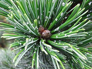 Pinus Aristata resin flecks