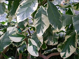 Pisonia umbellifera variegata