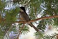 Poecile sclateri, Rustler Park, Arizona 3