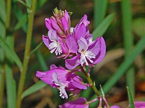 Polygalaceae - Polygala vulgaris-1