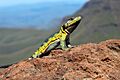 Pseudocordylus melanotus subviridis 08