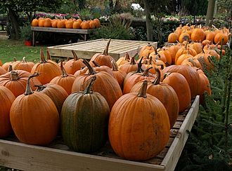 Pumpkins, Charlecote - geograph.org.uk - 1567532.jpg