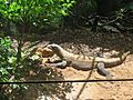 Raja the Komodo dragon (Varanus komodoensis) in Perth Zoo, February 2021 03