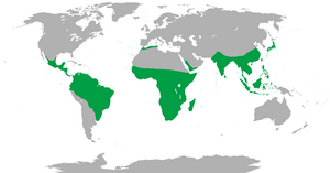 Range of Non-human Primates.png