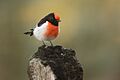 Red-capped Robin - Bimbi