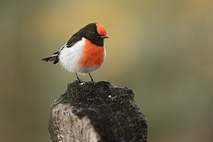Red-capped Robin - Bimbi