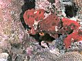 Red oscellated frogfish