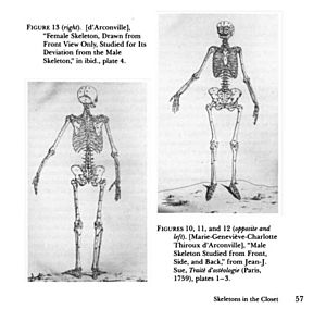 Renderings of the female skeleton showing different proportions than the male skeleton