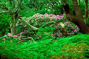 Rododendron