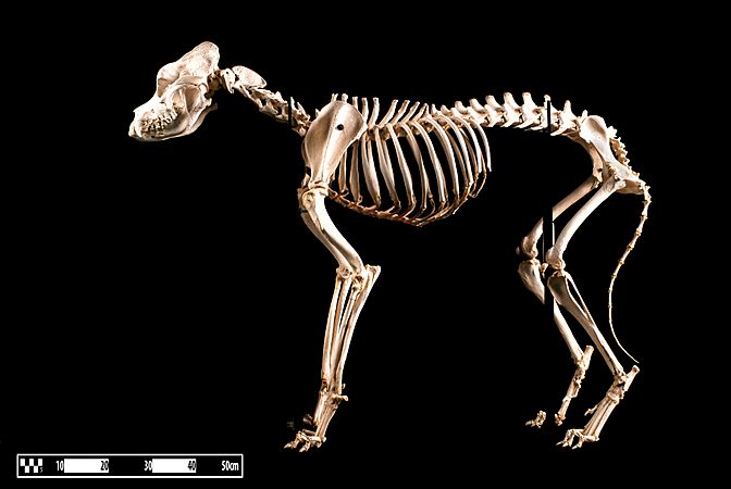Saint Bernard dog. “Canis lupus familiaris”