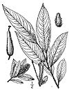 Salix serissima BB-1913-lo-res.jpg