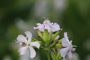 Saponaria officinalis 018