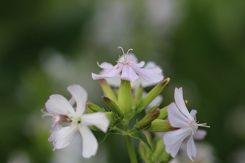 Saponaria officinalis 018