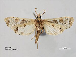 Sceliodes cordalis ventral
