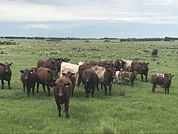 Shorthorn bull, cows & calves