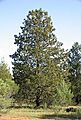 Slender Cypress-pine