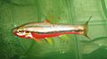 Southern Red-Bellied Dace