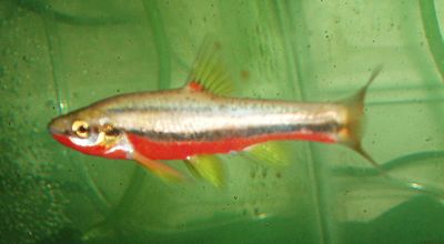 Southern Red-Bellied Dace.JPG