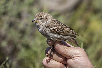Spanish sparrow (Passer hispaniolensis) female ringed Malta