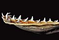 Sphyrna lewini lower teeth