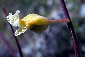 Streptanthus glandulosus ssp. secundus.jpeg