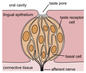 Taste bud