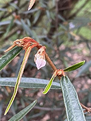Thomasia angustifolia foliage
