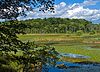 Thompson Pond with trees.jpg