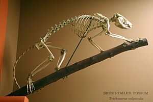 Trichosurus vulpecula skeleton