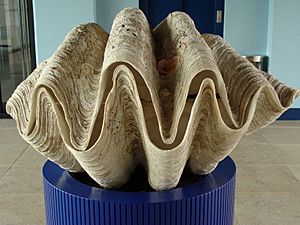 Tridacna gigas.001 - Aquarium Finisterrae