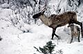Une mère caribou allaite son petit