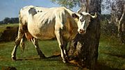 Vache qui se gratte, salon de 1859, huile sur toile, Constant Troyon (1)