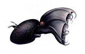 Vampyroteuthis illustration