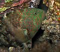 Viridescent Parrotfish - Calotomus viridescens