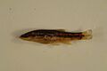 Western blacknose dace