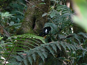 White-winged Robin (2914587778).jpg