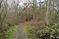 Wistow Wood 2