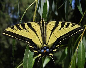 Wtigerswallowtail.JPG