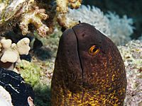 Yellow-edged moray from the Red Sea