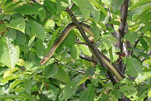 Zamenis longissimus tree