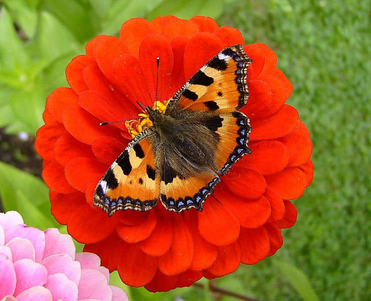 'Aglais urticae' 6