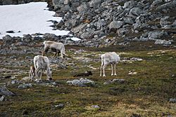 2011-06-07 133 Small herd of femaie Svalbard reindeer