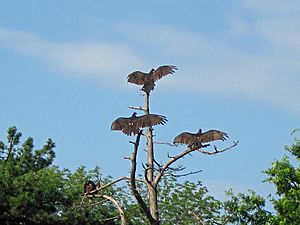 3 Spread Turkey Vultures, Cathartes aura (3715715980)