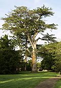 A Blarney castle Tree - geograph.org.uk - 596689.jpg