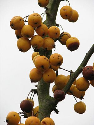 A rich table for birds - close view of fruit - geograph.org.uk - 607135