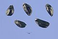 Aconitum columbianum seeds